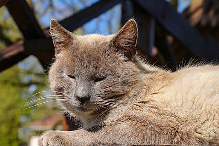 一只灰色的家猫在太阳中撒谎和受苦动物宠物太阳沙发小猫阳光娃娃抹布眼睛猫咪图片