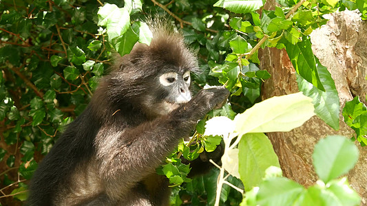 猴子吃桃可爱的眼镜叶叶猴 在自然栖息地的安通国家公园绿叶中树枝上的黑猴子 濒危动物的野生动物 环保理念公园女性环境情调母亲动物旅行婴儿猕背景