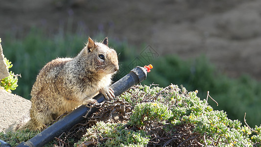 比奇地松鼠 常见于美国加利福尼亚州太平洋沿岸 可爱的灰色野生啮齿动物的有趣行为 自然栖息地中有趣的小动物 在美国寻找食物的地方很图片