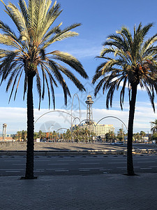德拉萨内斯广场棕榈树图片