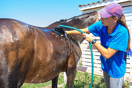 女孩用特别的刷子彻底洗马 从水管里倒水图片