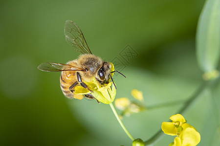 蜜蜂或蜜蜂在花上的形象收集花蜜 花粉上的金蜜蜂与文本的空间模糊背景 昆虫 动物叶子翅膀植物传粉者野生动物荒野蜂蜜工人季节天线图片
