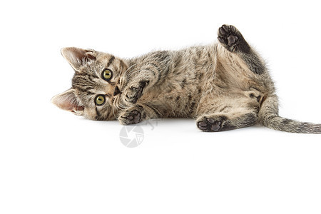 小小塔比欧洲短毛小猫宠物条纹水平动物摄影纯种猫家畜食肉家猫图片