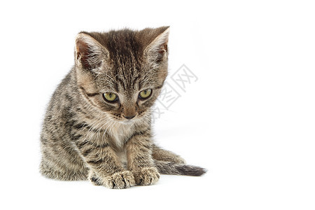 小小塔比欧洲短毛小猫宠物家畜条纹水平纯种猫家猫动物摄影食肉图片