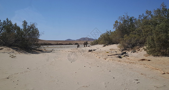 母亲和婴儿大象在干枯的Haanib河床图片