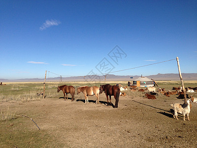 蒙古传统酵母前的马匹图片