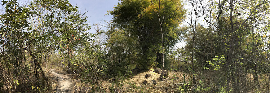 竹子矢量森林公园的全景背景