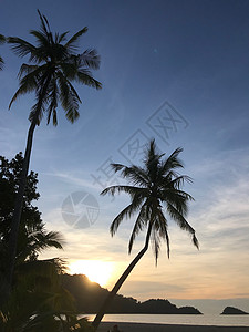 棕树和日落海岸假期天堂棕榈天空热带海洋夫妻蓝色太阳图片