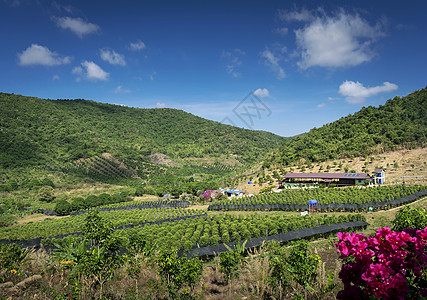 坎布特坎波迪亚附近有胡椒农场的农村山谷地貌丘陵农场辣椒胡椒种植园森林贡布天堂晴天香料图片