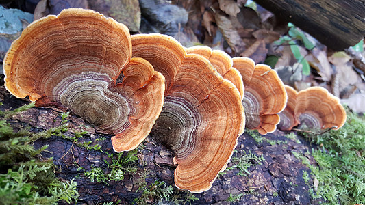 树上的蘑菇峡谷苔藓森林菌类图片