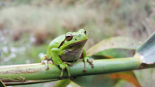 绿树青蛙动物绿色野生动物雨蛙图片