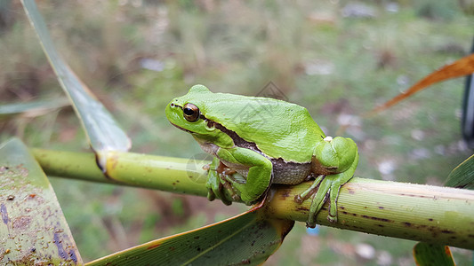 绿树青蛙野生动物雨蛙绿色动物图片