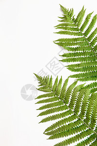 纸背景上的极简主义风格蕨叶框架高架植物学叶子植物群丛林绿色植物雨林植物树叶图片