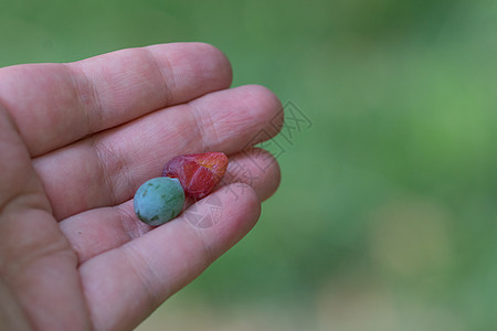 Podocarpus植物的果实 放在人的掌心上图片