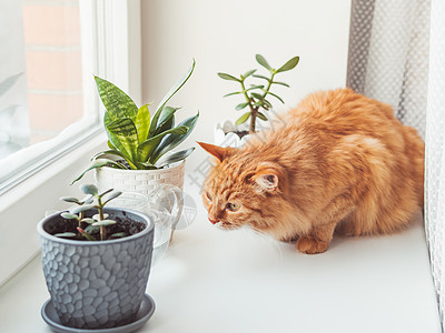 可爱的姜猫在室内嗅植物 有景天树和虎尾兰的花盆 毛茸茸的宠物闻到白色窗台上的多汁植物 和平的植物学爱好 在家园艺猫科香味动物绿色图片