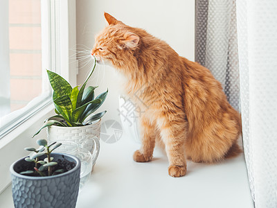 可爱的姜猫在室内嗅植物 有景天树和虎尾兰的花盆 毛茸茸的宠物闻到白色窗台上的多汁植物 和平的植物学爱好 在家园艺猫科肉质猫咪树叶图片