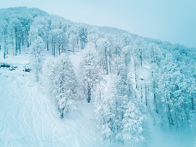 森林积雪中的漂浮滑雪痕迹图片