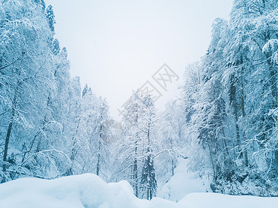 冻冻中的冬季山林童话木头公园假期季节旅行蓝色云杉森林高地图片