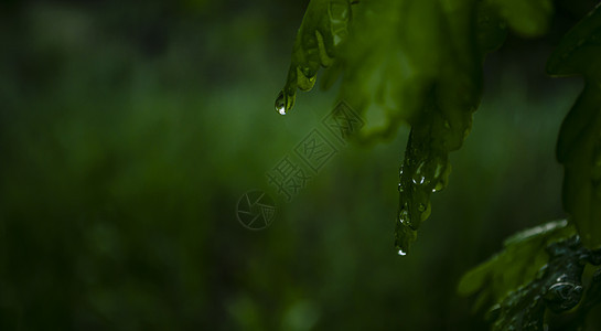 雨后湿润 深色背景上有绿叶 果树叶子上的雨滴 清新的春天夜晚的舒适氛围 水滴特写图片