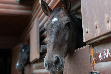 两匹马 透过窗门看 木制门 稳稳的等待骑车动物农业牧场好奇心建筑酒吧马术主题家畜水平图片