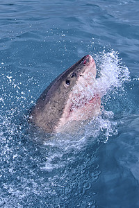 大白鲨 迦加罗东卡查里亚斯 甘斯巴伊猎人食肉捕食者野生动物荒野生态旅游牙齿力量动物群生物学图片