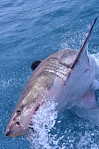 大白鲨 迦加罗东卡查里亚斯 甘斯巴伊动物群猎人牙齿鲨鱼多样性荒野观鲨避难所环境保护生物学图片
