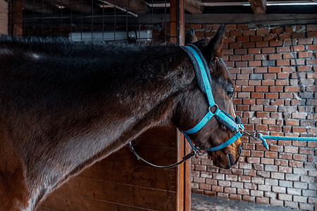 在农场的马棚里赛马窝棚牧场窗户谷仓纯种眼睛动物骑术爱好马术图片