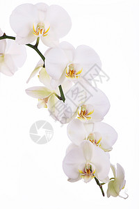 白底有热带兰花花的分枝生物学花瓣装饰植物展示香气植物群礼物花束花朵图片