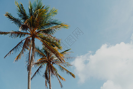 最小的热带可可椰子树在夏天有天空背景  Copyspace 你可以把文字异国墙纸太阳蓝色椰子植物情调海洋旅游海滩图片