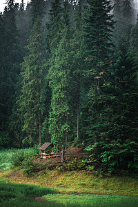 在古树之间的树林中的木制乔木 沼泽附近森林中的乔木 森林空地上的木制凉亭图片