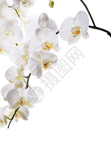 白底有热带兰花花的分枝礼物展示风格兰花纪念日植物学异国香气季节情调图片