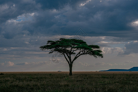 位于坦桑尼亚国家公园草原上的孤立的阿卡西亚树图片