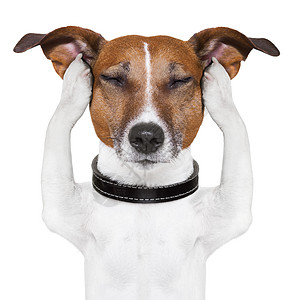 狗冥想犬瑜伽耳朵小狗猎犬痛苦疼痛温泉宠物思考眼睛图片