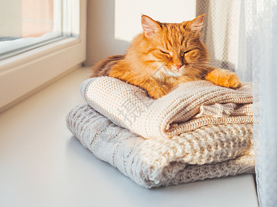 可爱的姜猫睡在一堆有线编织的毛衣上 冬天日落 窗边的小毛宠物和温暖的衣服瞌睡窗台橙子绞花织物纺织品哺乳动物动物开襟衫猫咪图片