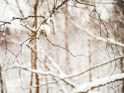 带绿苔树的冰冻小树枝 雪下的树木 冬天的自然背景图片