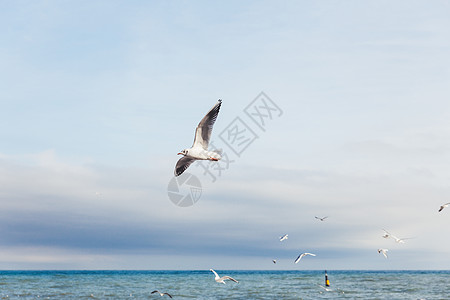 海堤上的海鸥 海上飞鸟 雅尔塔 克里米亚图片