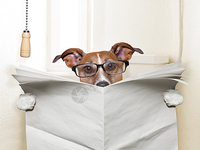 狗用厕所壁橱便便爪子床单便秘座位宠物报纸隐私卫生图片