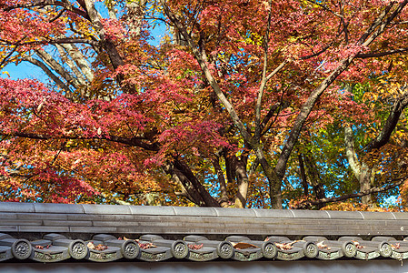 日本京都秋季 美丽的自然彩叶与日本传统屋顶 日本京都的旅游景点地标之一图片
