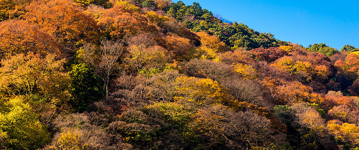 日本京都秋季岚山山上美丽的自然五颜六色的树叶 岚山是日本京都的旅游胜地之一阳光观光植物旅游季节太阳地标场景吸引力公园图片