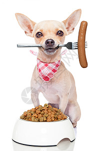 嘴干饥饿的狗小吃猎犬盘子宠物食物香肠饮食早餐小狗营养背景
