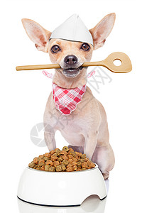 饥饿的厨师烹饪狗图片