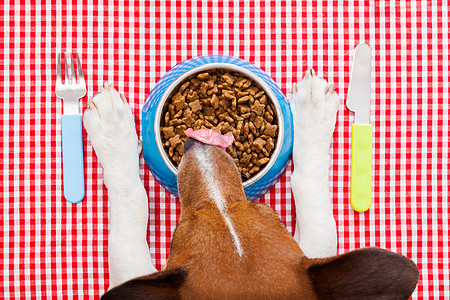 狗狗食物碗餐厅小狗刀具营养小吃桌布舌头桌子盘子猎犬图片