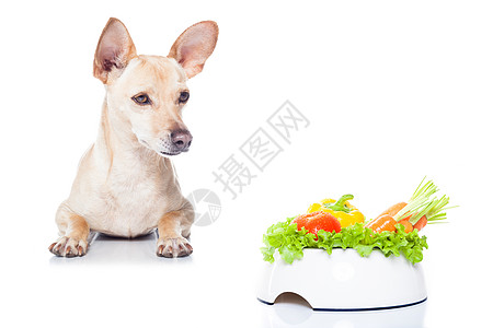 带碗的饥饿狗重量盘子饮食小狗损失生物食物宠物营养午餐图片