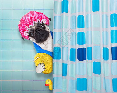 淋浴中的狗狗小狗卫生窗帘身体沙龙浴室宠物洗澡洗发水洗剂图片