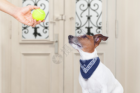 带球的狗狗乐趣病人学习运动玩具拳击手网球享受报酬宠物图片