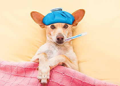 温度高患病生病的狗兽医宠物睡觉医院病人冰袋发烧头痛动物哈巴狗背景