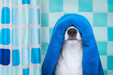 或在乐园或福利泉中吃狗的果子海绵中心皮肤浴缸浴衣护理奶油海报宠物洗剂图片