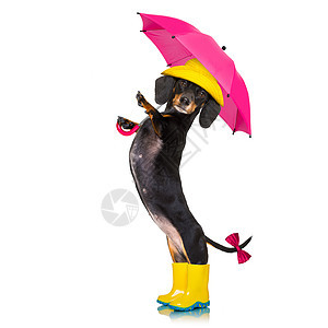 香肠腊肠伞雨狗下雨风暴橡皮靴子帽子宠物火车鞋类彩虹季节背景图片