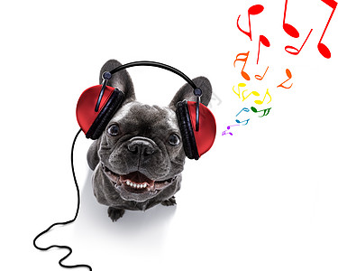狗听音乐笔记歌曲享受音乐家列表动物记录斗牛犬唱机横幅图片