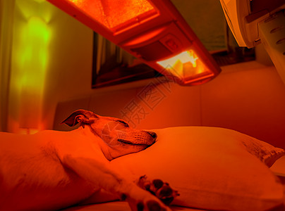 红灯治疗犬温泉阳光宠物病人疼痛按摩浴室沙龙治疗红灯图片
